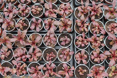 Photograph looking down on rows of small potted plants at a nursery